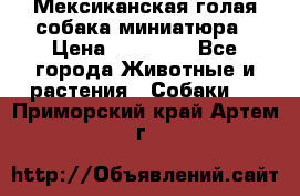 Мексиканская голая собака миниатюра › Цена ­ 53 000 - Все города Животные и растения » Собаки   . Приморский край,Артем г.